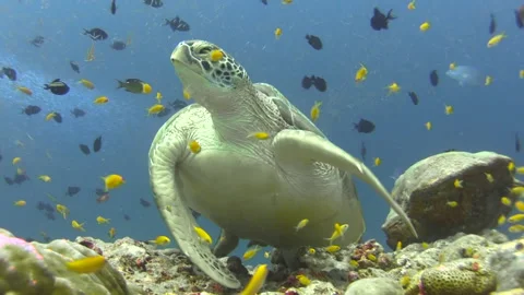 Hawksbill turtle taking off from coral reef towards surface to breathe, Stock Footage 166424273