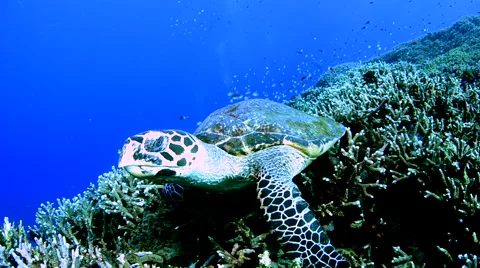 Hawksbill Turtle Trying to Bite Camera Video stock 64286324
