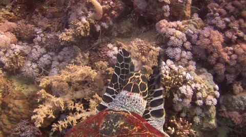 Hawksbill turtle using its fins to feed on soft coral, Red Sea, Egypt Vídeo Stock 54761259