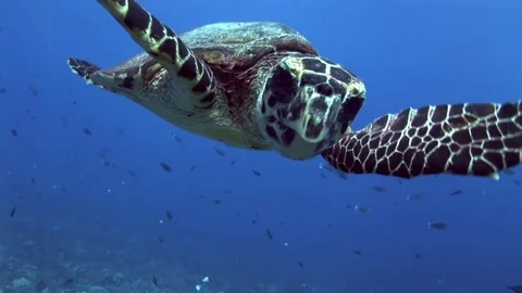 Hawksbill turtle very curious approaching the camera, close up Stock Footage 73769178