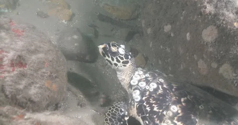 Hawksbill turtle waking up in estuary Eretmochelys imbricata underwater UP41883 Stock Footage 100614864
