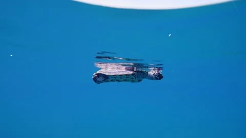 Hawksbill Turtle || Young turtle being released Stock Footage 149965329