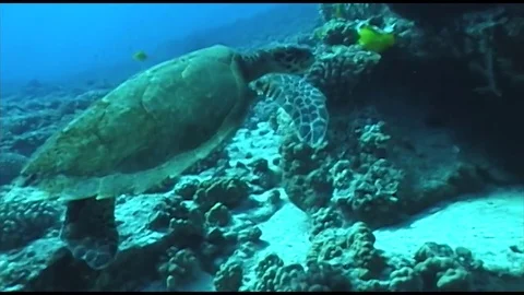 Hawksbill2 Stock Footage 80544729