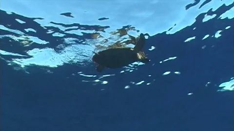 Hawksbill3 Stock Footage 81226922