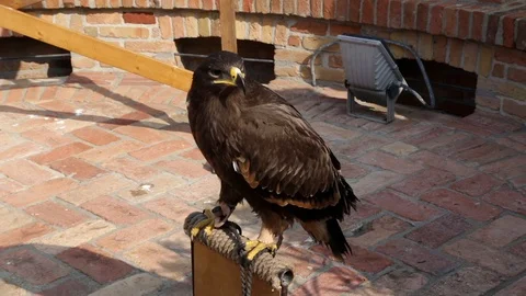 Hawl in a castle Stock Footage 101743883