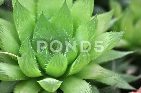 Haworthia cooperi Stock Photos