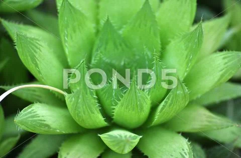 Haworthia cooperi Stock Photos