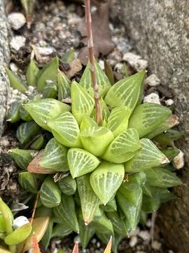Haworthia Stock Photos