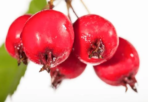 Haws Stock Photos