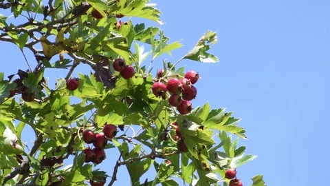 Haws ripening Stock Footage 83370244