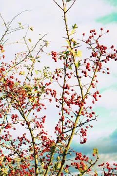 Hawthorn background Stock Photos