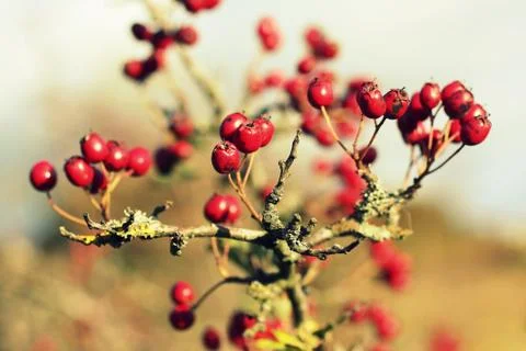 Hawthorn berries background Stock Photos