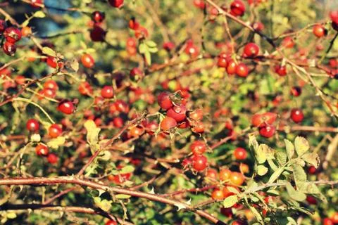 Hawthorn berries background Stock Photos