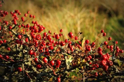 Hawthorn berries background Stock Photos