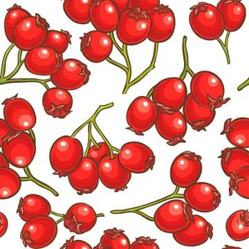 Hawthorn berries vector pattern Stock Illustration