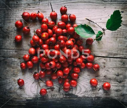 Hawthorn berries on a wooden background Stock Photos
