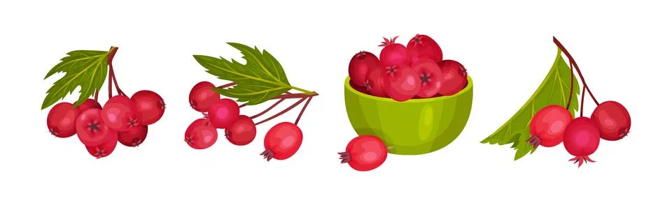2,863,489 Red Berries Images, Stock Photos, 3D objects, & Vectors