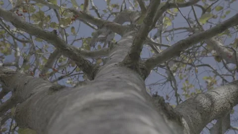 Hawthorn Berry Tree Stock Footage 287999938