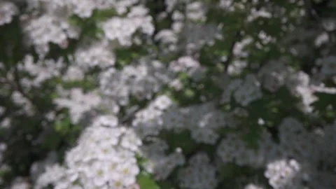 Hawthorn in bloom during spring, Derbyshire, England Stock Footage 242010876