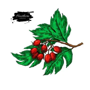 Hawthorn branch drawing. Vector hand drawn plant with red berries isolated Stock Illustration