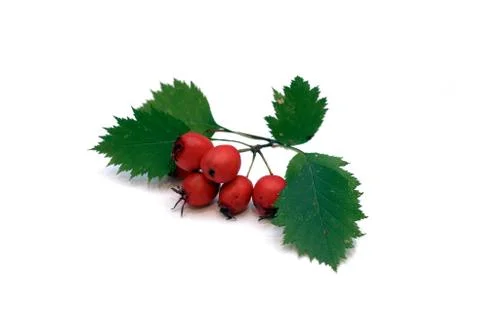 Hawthorn branch Stock Photos