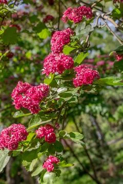 A Hawthorn Branch Stock Photos