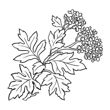Hawthorn branch vector isolated Stock Illustration