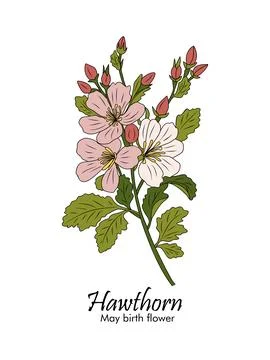 Hawthorn colored outline drawing vector on white. Stock Illustration