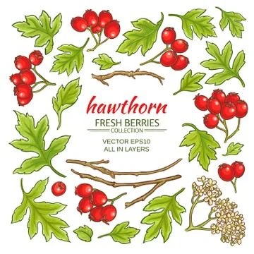 Hawthorn elements set Stock Illustration