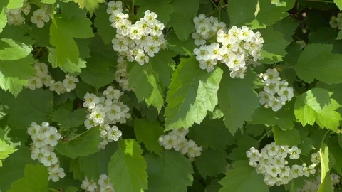 Hawthorn flowers Stock Footage 309411802
