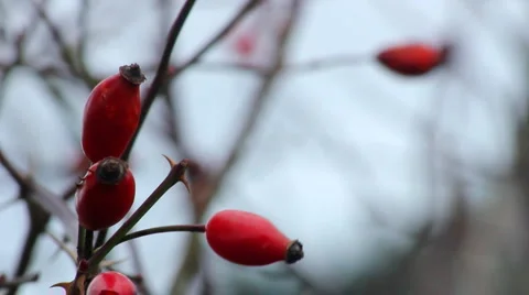 Hawthorn Stock Footage 948148