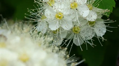 Hawthorn 스톡 동영상 5746860