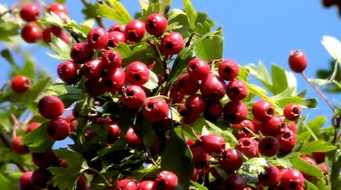 Hawthorn Stock Footage