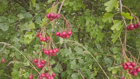 Hawthorn fruit-Red Haws 스톡 동영상 205364857