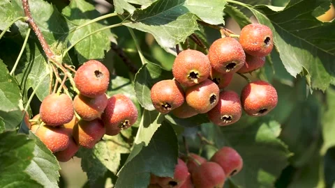 Hawthorn Fruit on the Tree Stock Footage 149944678