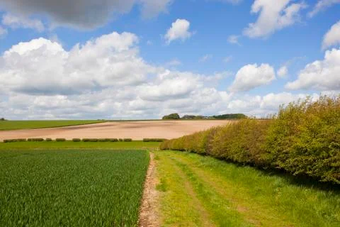 Hawthorn hedgerow in springtime Stock Photos