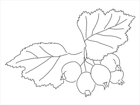 Hawthorn leaf in the doodle style Stock Illustration