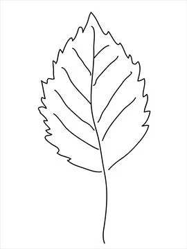 Hawthorn leaf in the doodle style Illustrazione stock