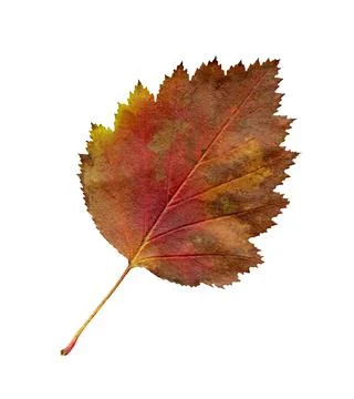 Hawthorn leaf  isolated. Fallen leaf of hawthorn tree isolated. Foto stock