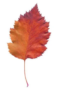Hawthorn leaf  isolated. Fallen leaf of hawthorn tree isolated. 스톡 사진
