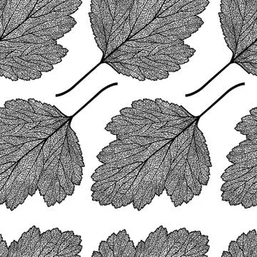 Hawthorn leaf skeleton pattern Stock Illustration