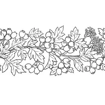 Hawthorn Outline Horizontal Seamless Pattern Illustrazione stock