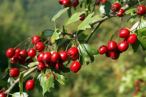 Hawthorn Stock Photos