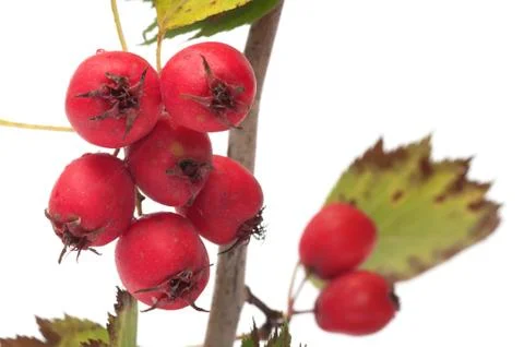 Hawthorn. Stock Photos