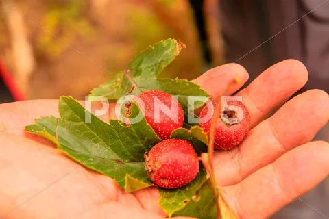 Hawthorn Stock Photos