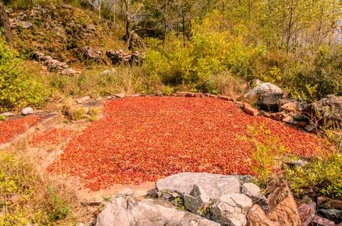 Hawthorn, Foto stock