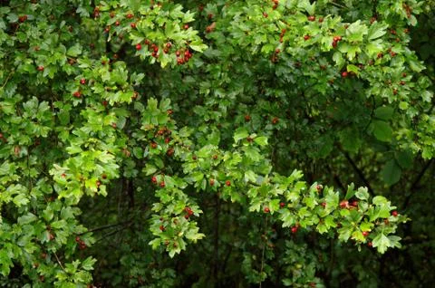 Hawthorn Stock Photos
