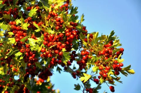 Hawthorn Stock Photos