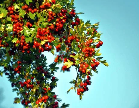Hawthorn Stock Photos