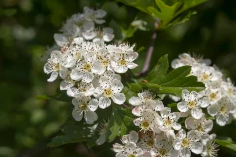 Hawthorn Stock Photos